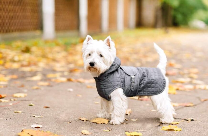 Pet Fashion Dos And Don’ts: Expert Tips For Dressing Your Dog