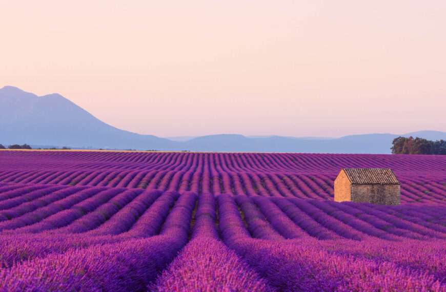 The Beauty of Lavender Farms: A Guide to Visiting and Exploring