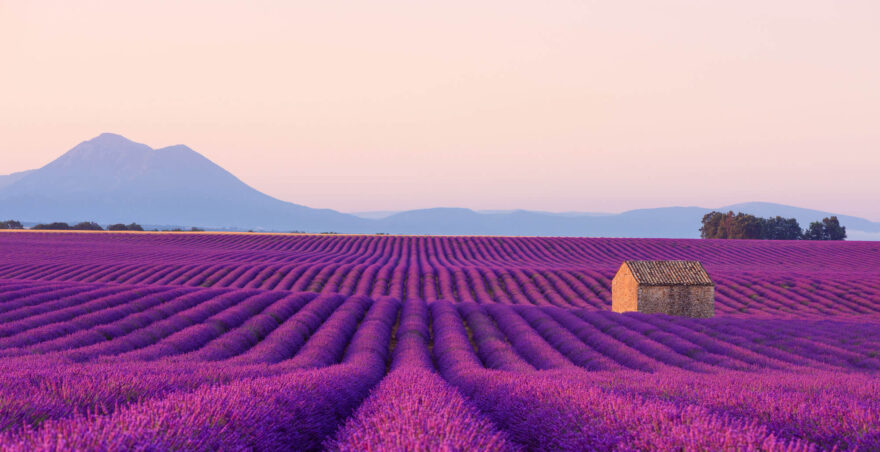 The Beauty of Lavender Farms: A Guide to Visiting and Exploring