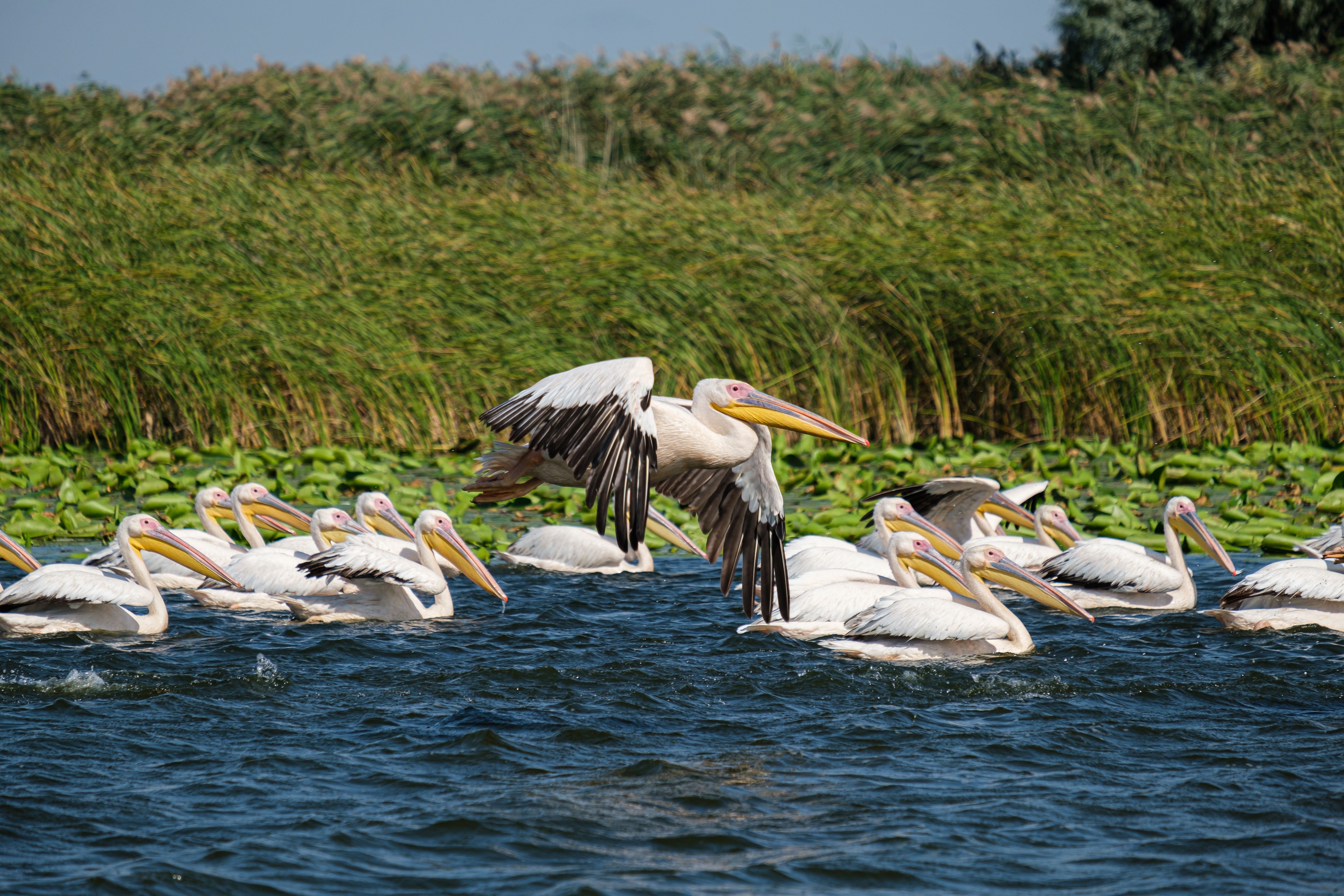 Great white pelicans swimming and flying over the wetlands of the Danube Delta, Romania